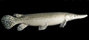 Ikan Aligator Spatula