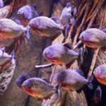 Update Harga Ikan Piranha Terlengkap Oktober 2023