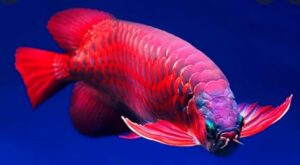 Harga Ikan Arwana Super Red 