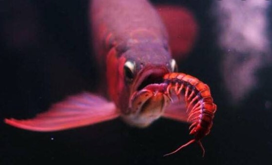 Ikan Arwana Super Red Indukan