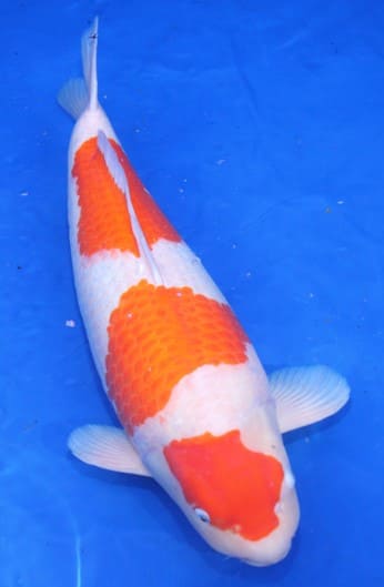 Gambar Ikan Koi Kohaku Orange