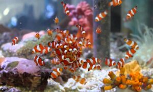 Makanan Ikan Nemo Air Tawar dan Laut Terbaik