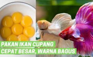 Makanan Ikan Cupang dengan Kuning Telur