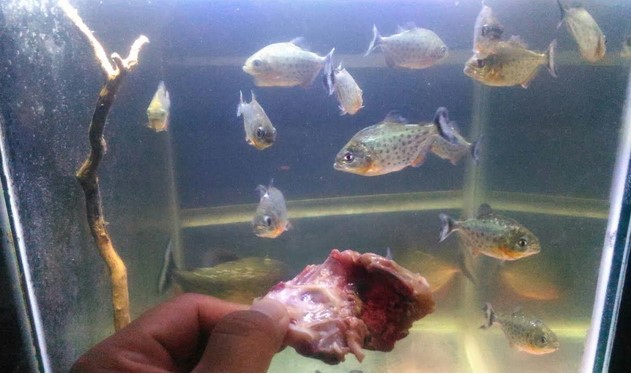 Makanan Ikan Piranha