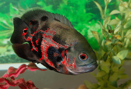 Ikan Oscar 