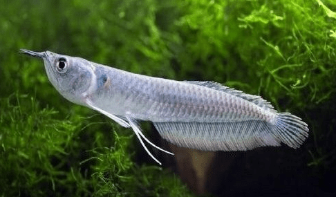 Ikan Arwana Kecil