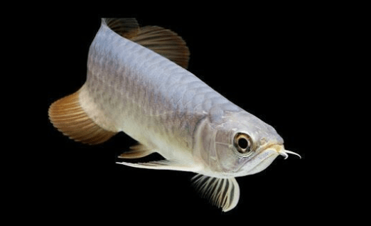 Makanan Ikan Arwana Silver Biar Cepat Besar