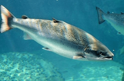 Cara Merawat Ikan Salmon