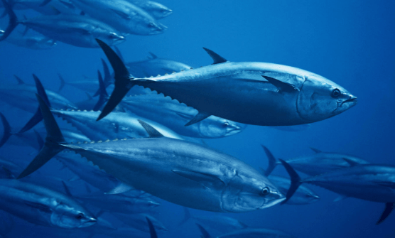 Makanan Ikan Tuna