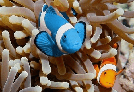 Makanan Ikan Nemo
