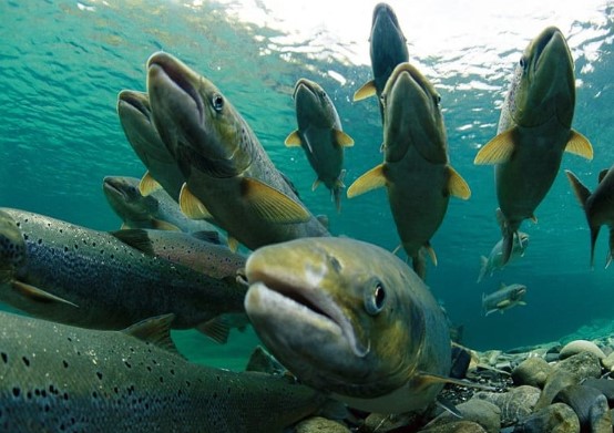 Migrasi Salmon