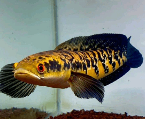 Ikan Channa Maru Yellow Sentarum