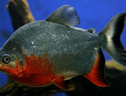 7 Racikan Umpan Ikan Bawal Paling Ampuh