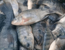 8 Umpan Ikan Nila Liar Racikan Rahasia Master
