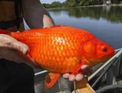 10 Umpan Ikan Mas Jitu Racikan Rahasia Master