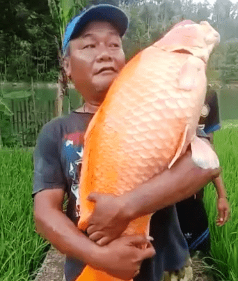 Umpan Ikan Mas Kolam Harian
