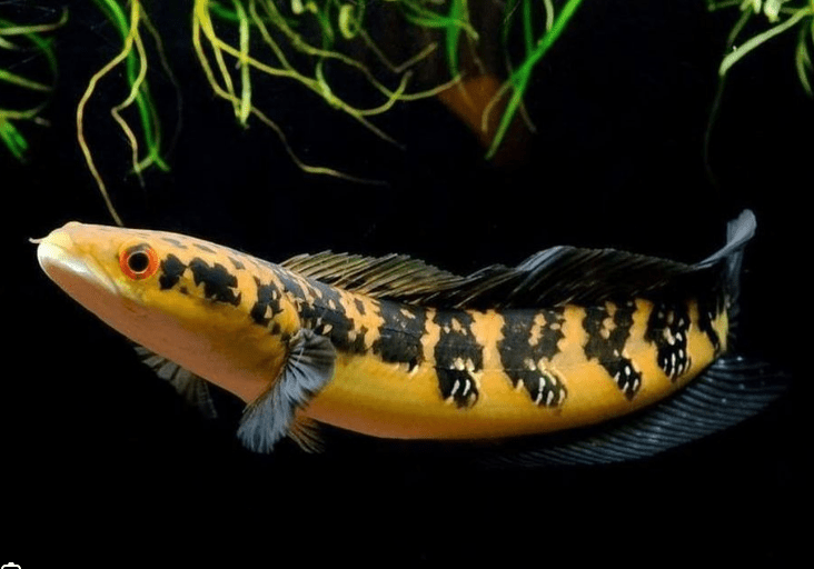 Harga Ikan Channa Maru Yellow Sentarum