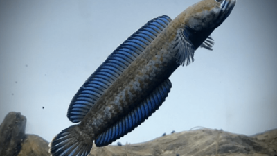 Makanan Ikan Channa Agar Cepat Besar