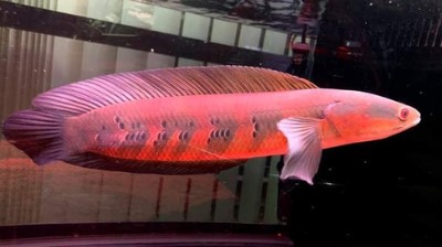 Ikan Channa Red Barito