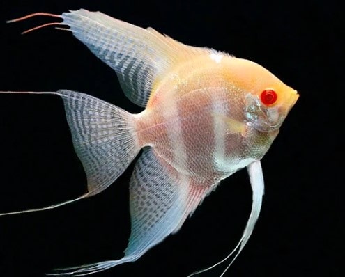 Ikan Manfish Albimo