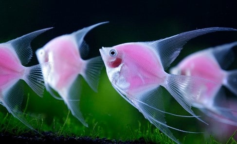 Ikan Manfish Pink