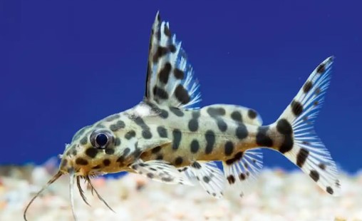 Ikan Sapu Sapu Synodontis