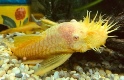 Ikan Sapu Sapu Kuning