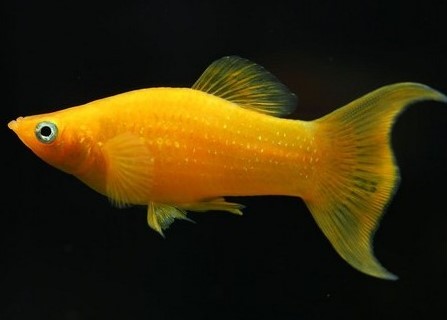 Ikan Molly Golden