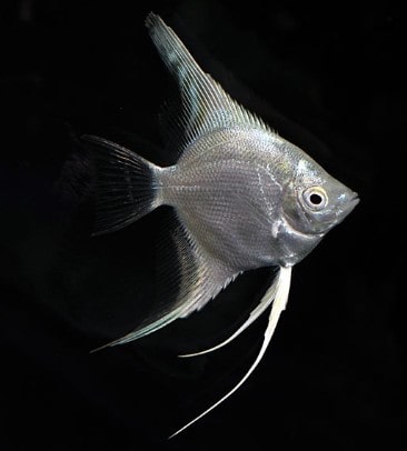Ikan Manfish Paltinum