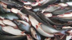 Daftar Harga Ikan Patin 1 Kg Hari Ini Oktober 2023