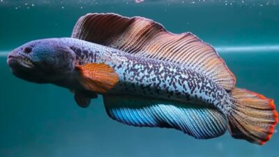 Daftar Harga Ikan Channa Barca Hari Ini Oktober 2023