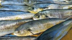 Daftar Harga Ikan Mahi Mahi Per Kg  Hari Ini September 2023