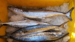 Info Harga Ikan Tenggiri Per Kg Hari Ini Oktober 2023