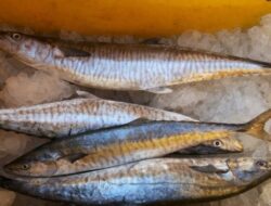 Info Harga Ikan Tenggiri Per Kg Hari Ini Oktober 2023