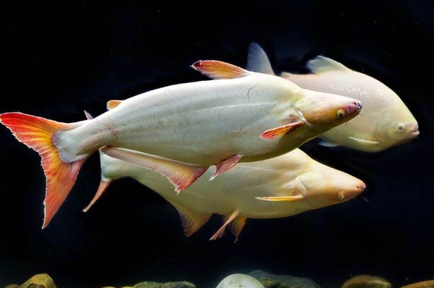 Ikan Patin Albino